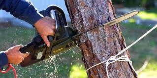 Best Leaf Removal  in Chewelah, WA