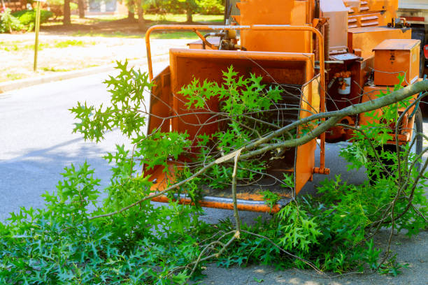Best Tree Trimming and Pruning  in Chewelah, WA