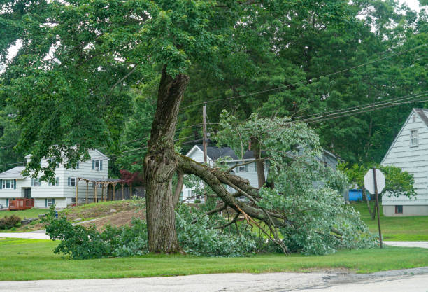 Best Tree Removal  in Chewelah, WA